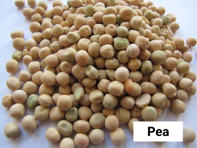 Seed